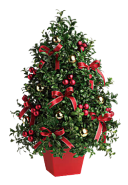 Boxwood Tree